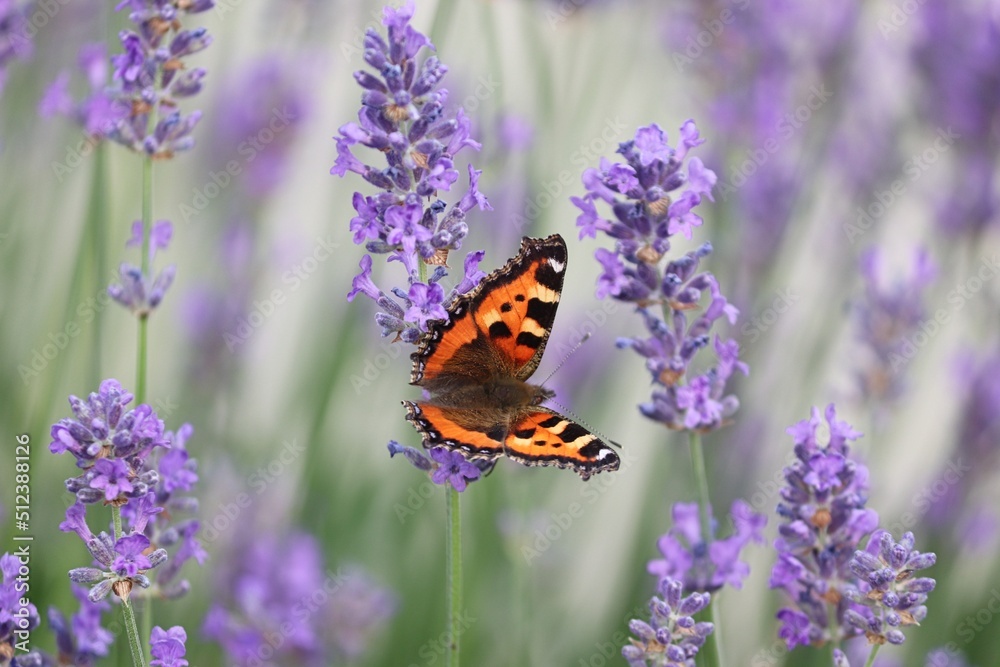 Schmetterling kleiner Fuchs auf Lavendelblüten