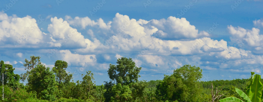 grass and sky grass and sky