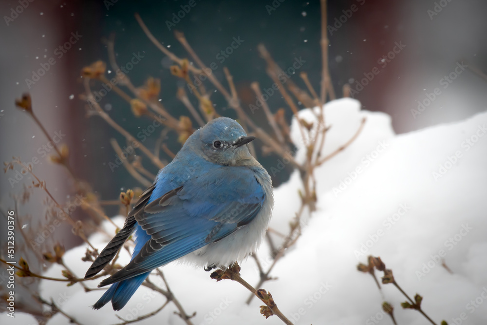 A mountain bluebird in the snow. A mountain bluebird in the snow.