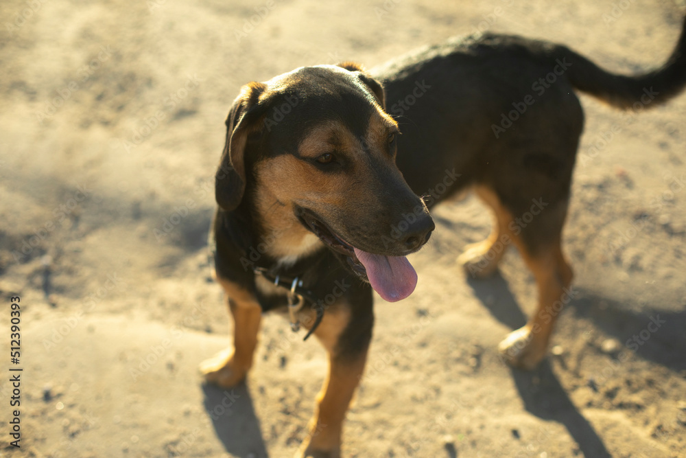 Mixed breed dog. Pet on street. Dog with wool. S Mixed breed dog. Pet on street. Dog with wool. S