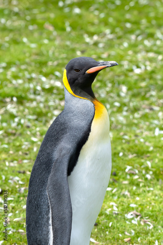 Portrait of a King Penguin on the Falkland Islands.