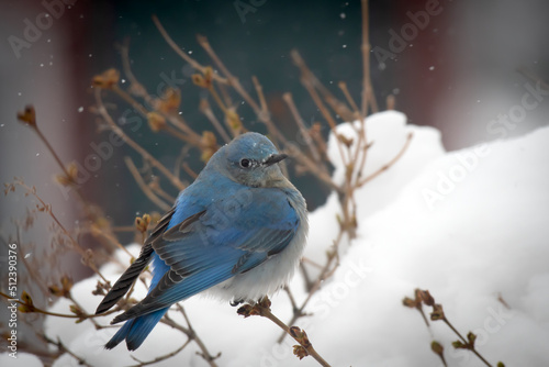 A mountain bluebird in the snow. © donfink