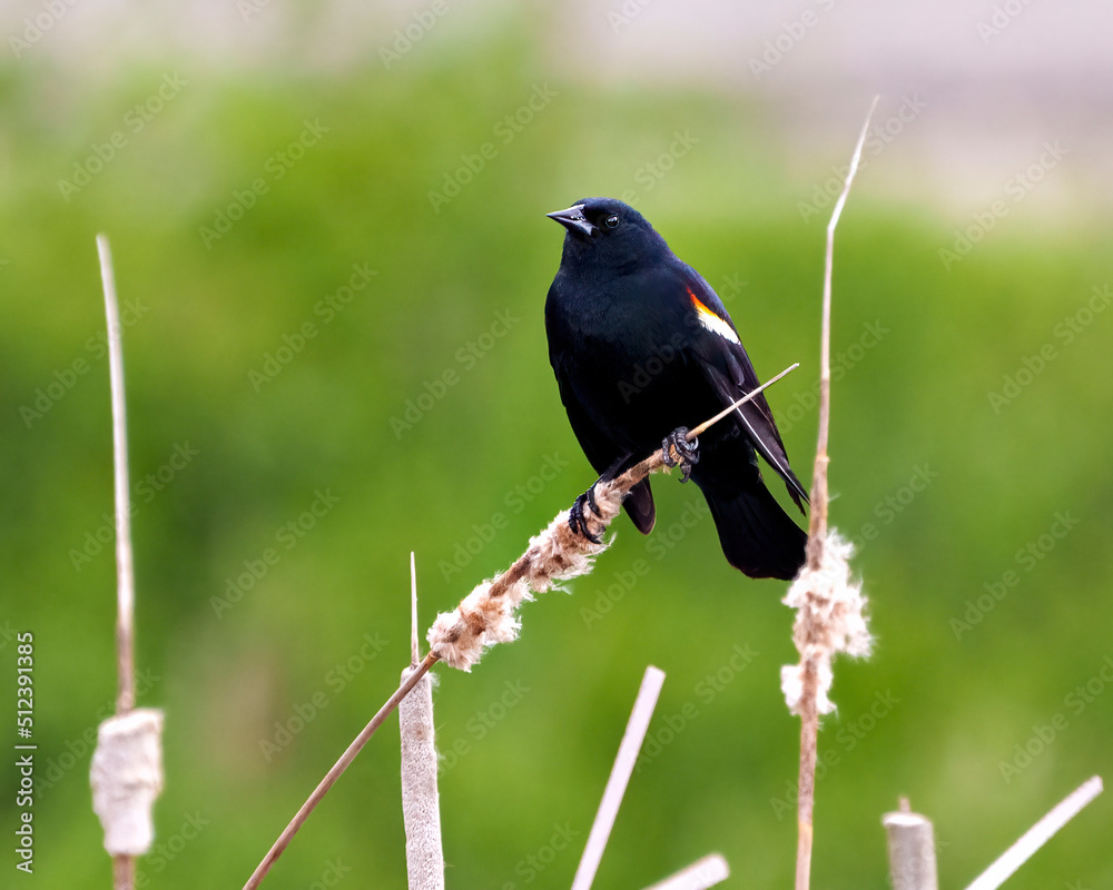 Red-Winged Blackbird Photo and Image. Close-up profile view, perched on a cattail plant with blur green background in its environment and habitat surrounding. Red-Winged Blackbird Photo and Image. Close-up profile view, perched on a cattail plant with blur green background in its environment and habitat surrounding.