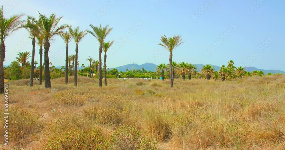 Palm Trees Park At Playa El Pinar Beach In Grao de Castellon Of Spain. Wide Shot Palm Trees Park At Playa El Pinar Beach In Grao de Castellon Of Spain. Wide Shot