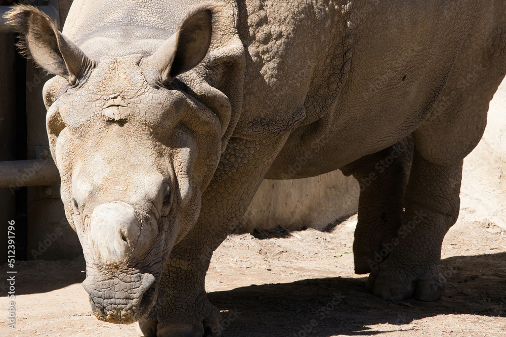 Fototapeta premium Rhinoceros in the sunshine