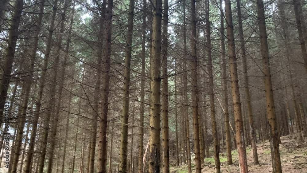 Natural pine tree forest in spring Natural pine tree forest in spring