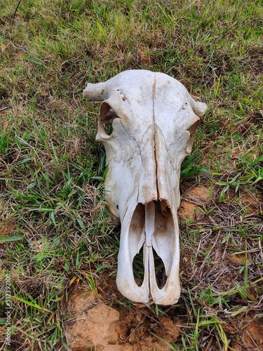 skull of a cattle laying on ground dead bull skull from different angle view