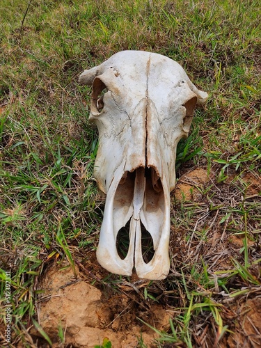 skull of a cattle laying on ground dead bull skull from different angle view © B.Rath Photography