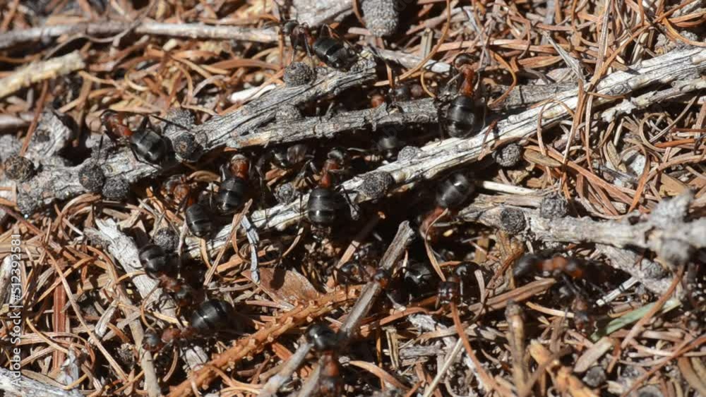 Formica rufa, red ant, anthill, CLOSE-UP Formica rufa, red ant, anthill, CLOSE-UP