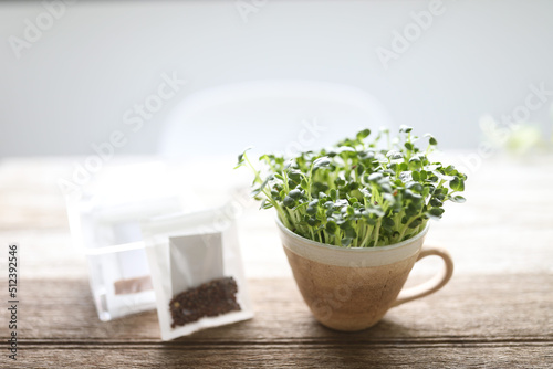 Kaiware sprouted daikon radish sprout growing in coffee cup on wooden table