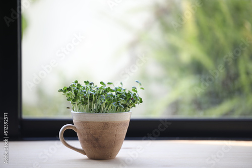 Fotografering Kaiware sprouted daikon radish growing in coffee cup on wooden table in front of