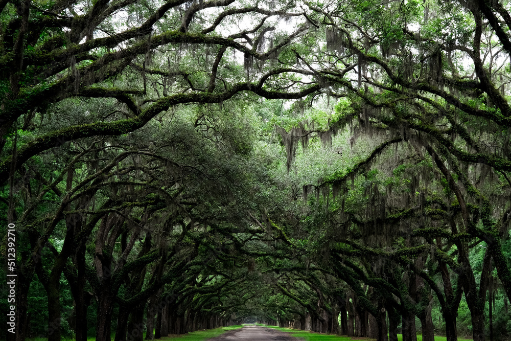 Old oak trees line street in Savannah, Georgia