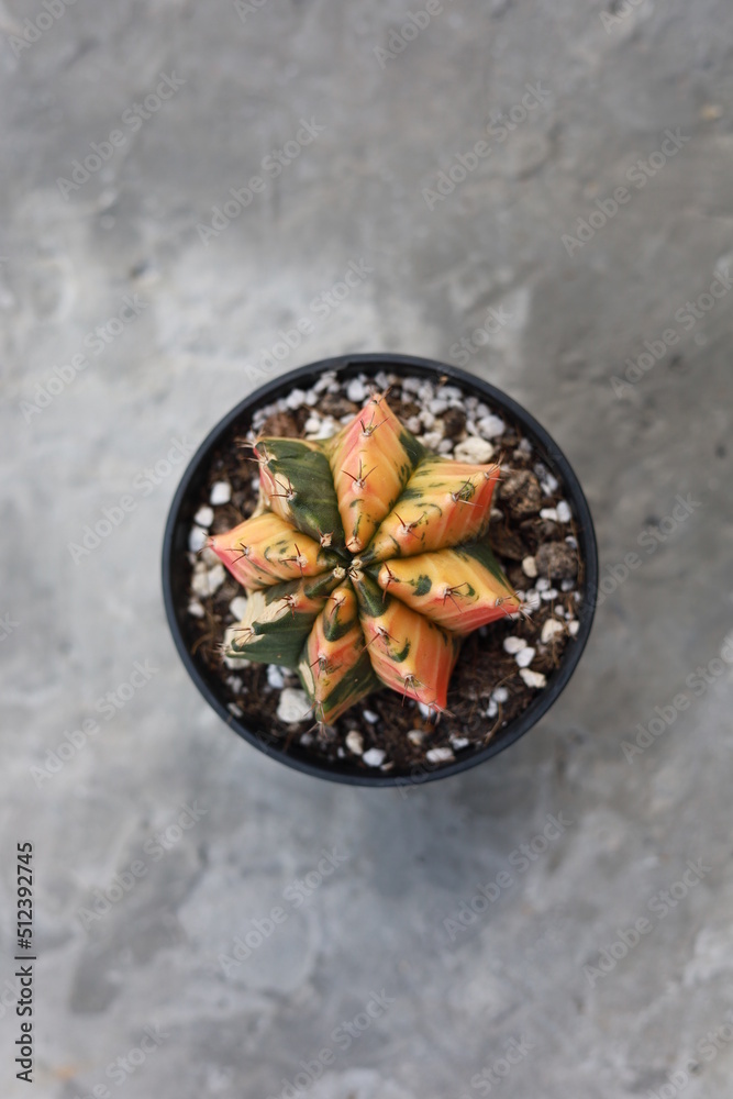 top view of cactus in pot 