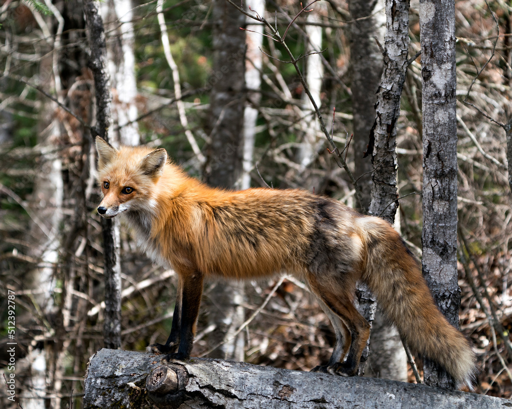 Red Fox Photo Stock. Fox Image. Standing on log with blur forest background and enjoying its environment and habitat. Picture. Portrait. Red Fox Photo Stock. Fox Image. Standing on log with blur forest background and enjoying its environment and habitat. Picture. Portrait.