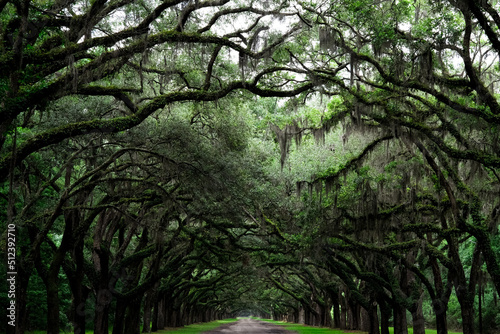 Old oak trees line street in Savannah, Georgia