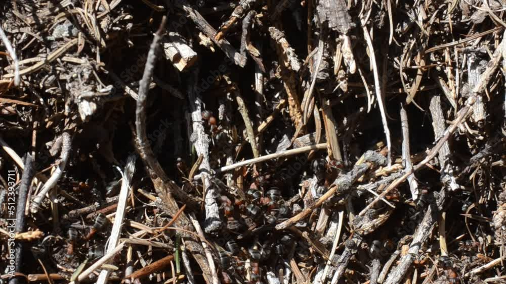 Formica rufa, red ant, anthill, CLOSE-UP Formica rufa, red ant, anthill, CLOSE-UP