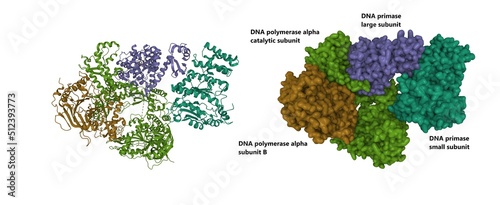 Structure of human primosome with the subunits labeled. 3D cartoon and Gaussian surface models, chain id color scheme, PDB 5exr, white background photo