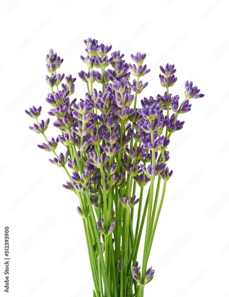 Obraz premium Lavender flowers isolated on white background