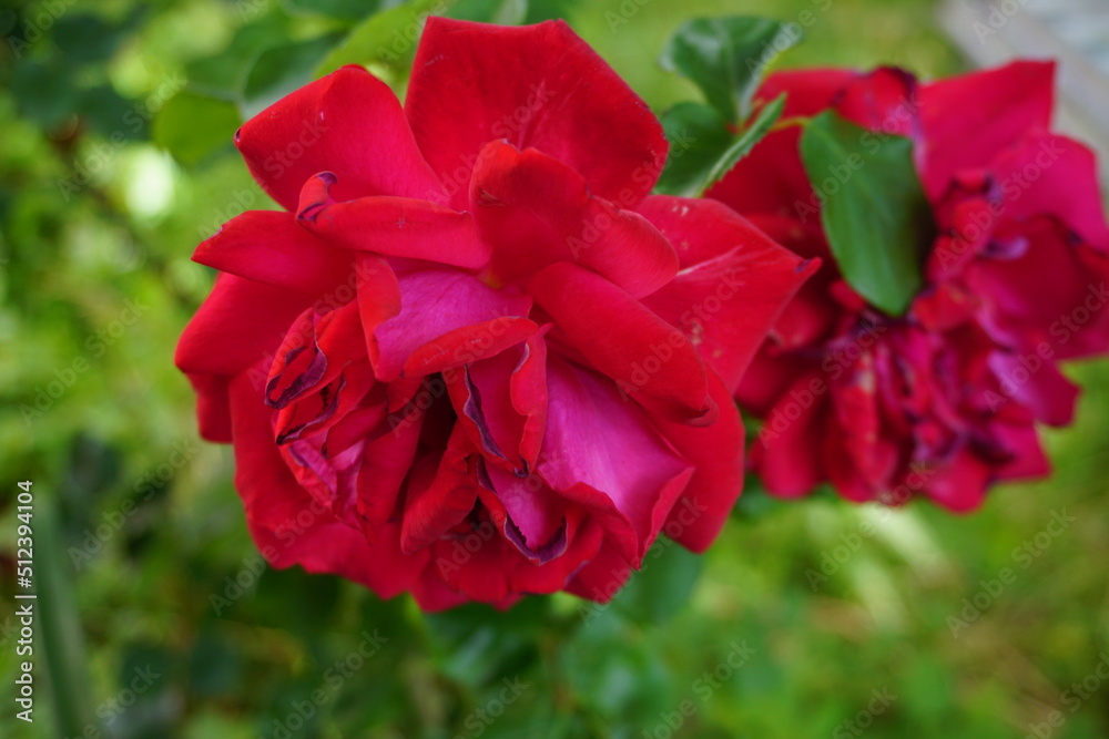Zwei rote Rosen im Garten im Frühling Zwei rote Rosen im Garten im Frühling