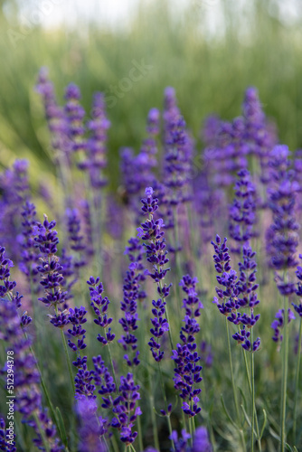 Spighe di lavanda fiorita in un campo photo