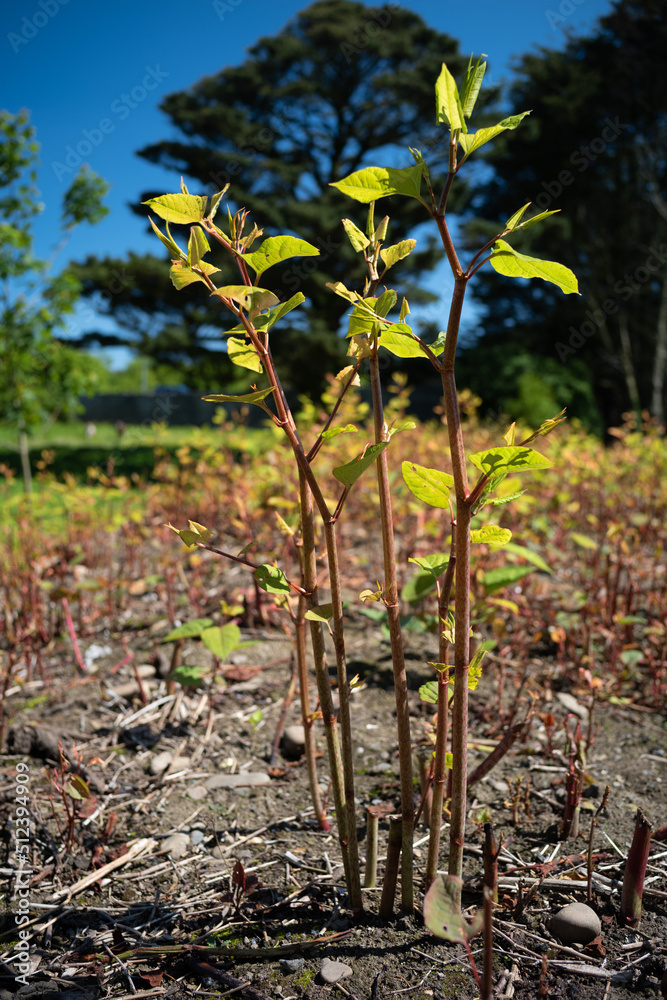 Back After Use Japanese knotweed growing back after use of glyphosate-based herbicides ...