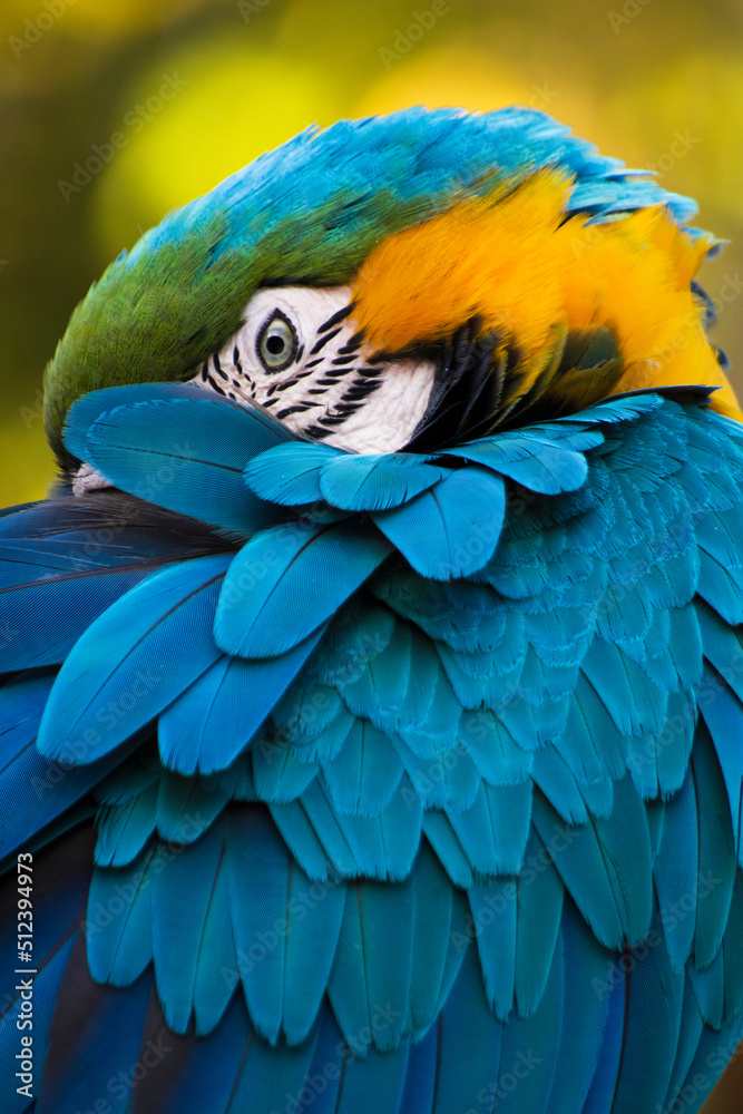 Obraz premium detail of a parrot with its beak hidden among the feathers