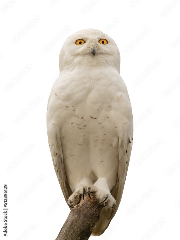 snowy owl isolated on white background snowy owl isolated on white background