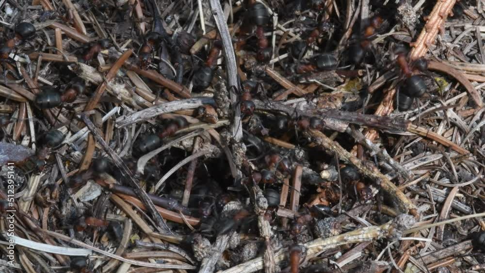 Formica rufa, red ant, anthill, CLOSE-UP Formica rufa, red ant, anthill, CLOSE-UP
