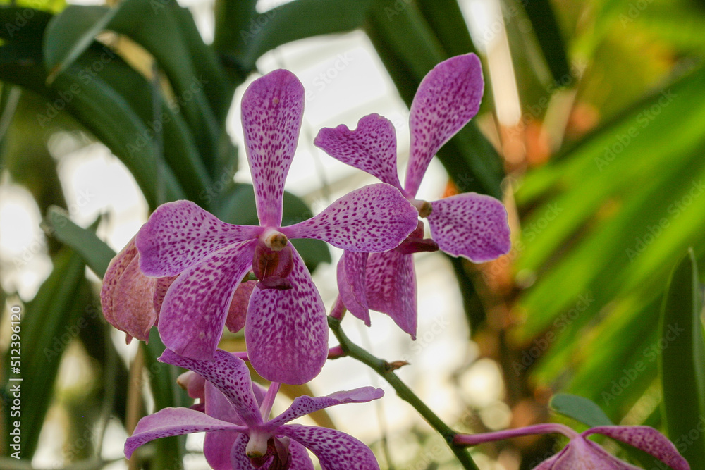 Orchide Orchide