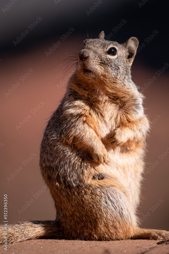 Plump squirrel at the edge of a cliff in the Grand Canyon