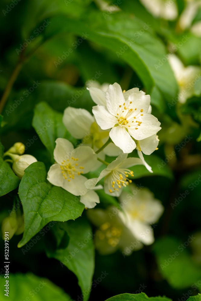 White flowers of a flowering Philadelphus coronarius bush (sweet mock orange, English dogwood)