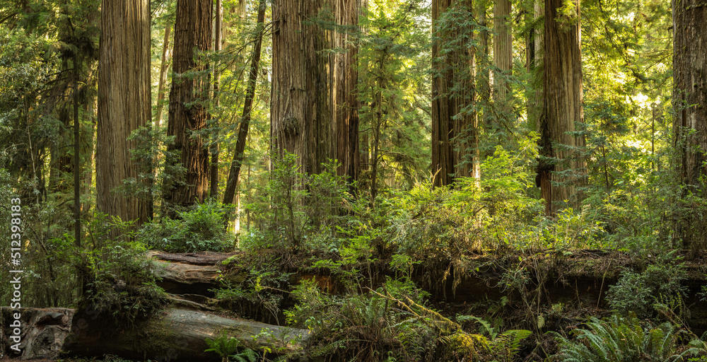 Scenic Sunny Afternoon in the Ancient Redwood Forest Scenic Sunny Afternoon in the Ancient Redwood Forest