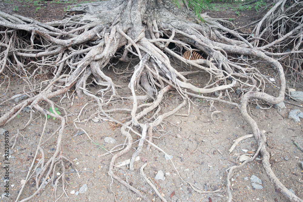 Roots of large tree that grow in natural environment.