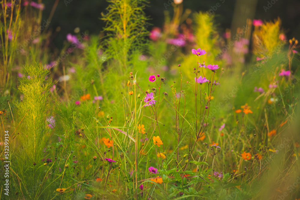 Obraz premium Wildflowers at sunset