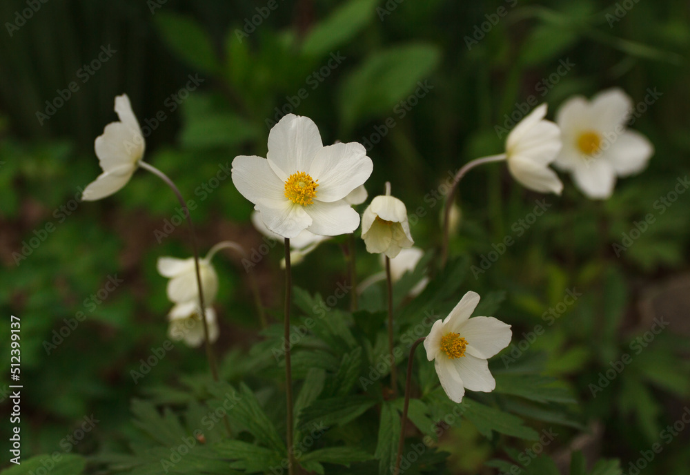 Anemone nemorosa flowers in the Carpathian forest Anemone nemorosa flowers in the Carpathian forest