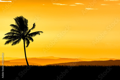 Silhouette Trees in the meadow with beautiful natural light. for use as a background