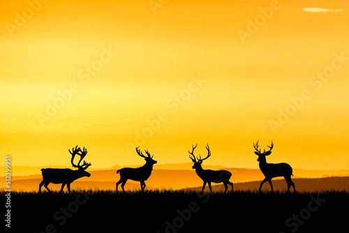 Silhouette deer in the meadow with beautiful natural light. for use as a background