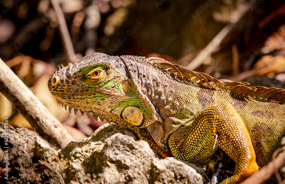 Iguana hiding in the rocks on Sanibel Island Florida. Iguana hiding in the rocks on Sanibel Island Florida.