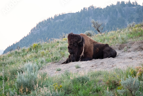 Bison relaxing in Yellowstone National Park
