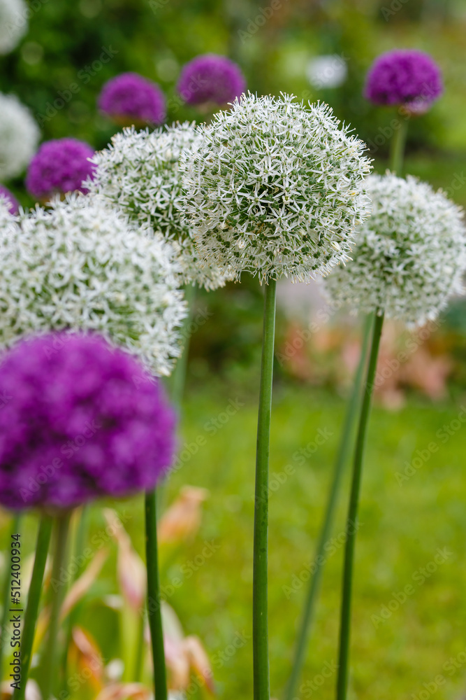 Obraz premium White and purple allium flowers in garden