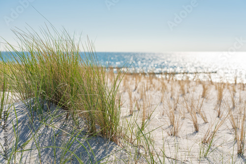 D  nengras am Ostseestrand 