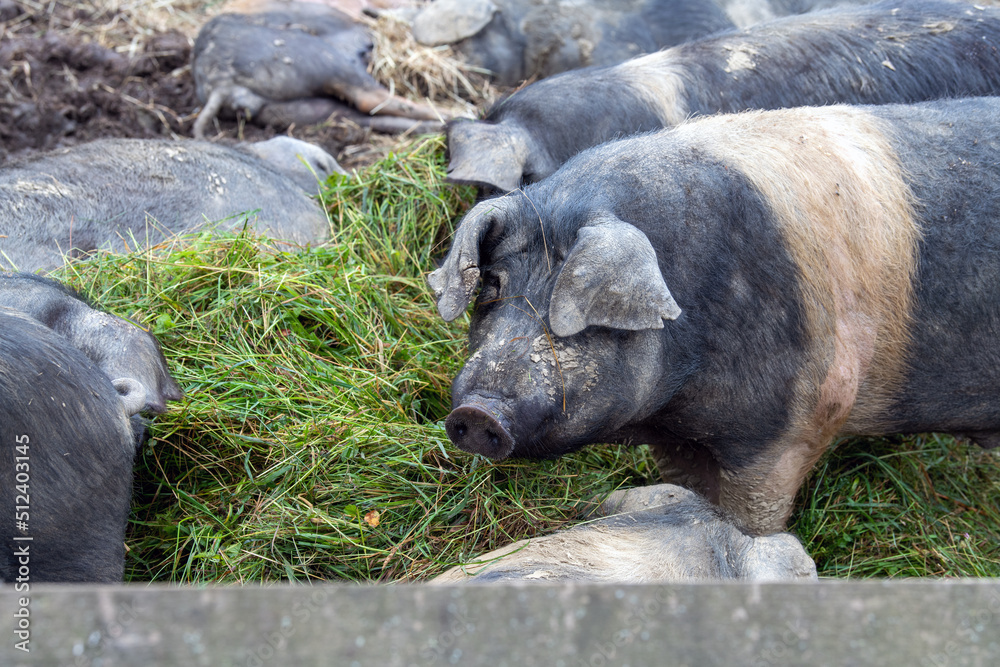 Weideschweine (Schwäbisch hällisches Schwein) mit frischem Gras Weideschweine (Schwäbisch hällisches Schwein) mit frischem Gras