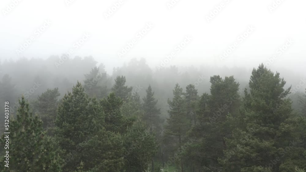 Paysage, forêt sombre et inquiétante sous la brume Paysage, forêt sombre et inquiétante sous la brume