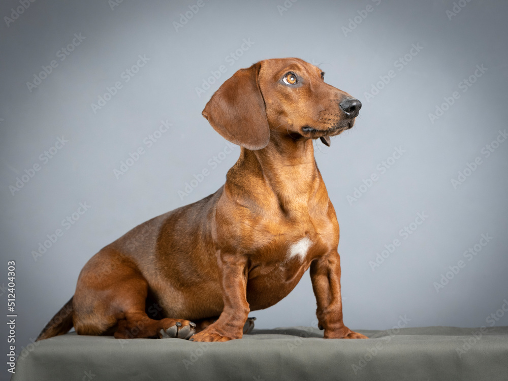 Brown smooth-haired dachshund sitting in a studio Brown smooth-haired dachshund sitting in a studio