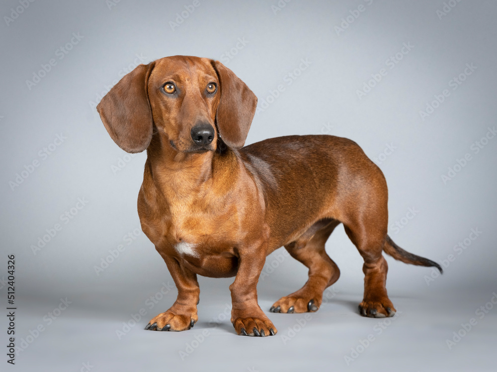 Brown smooth-haired dachshund standing in a studio