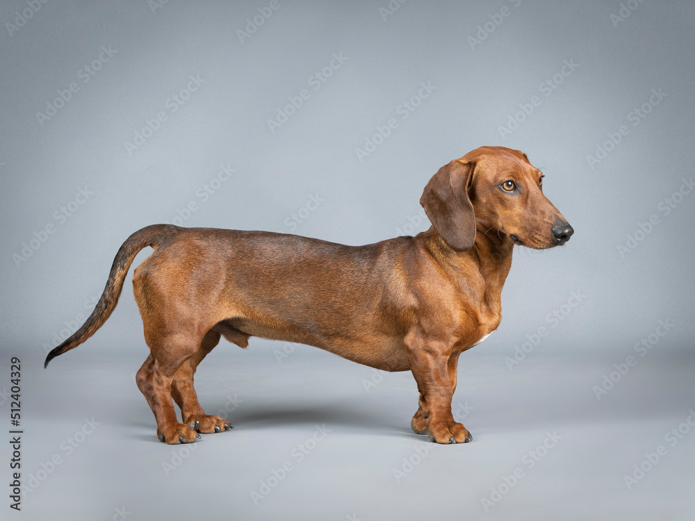 Brown smooth-haired dachshund standing in a studio Brown smooth-haired dachshund standing in a studio