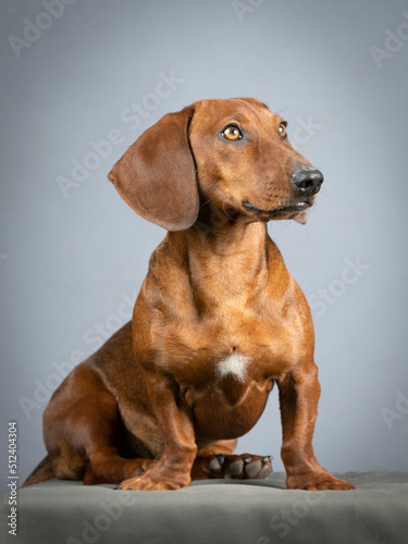 Brown smooth-haired dachshund sitting in a studio