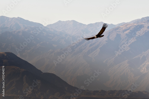 Andean condor (Vultur gryphus) soaring over the Andes montains near Tupungato, province of Mendoza, Argentina. photo