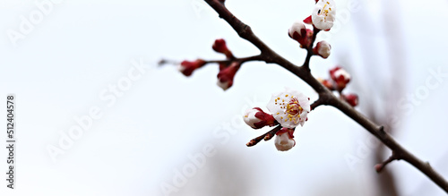 close up of blooming tree branch in spring time. Branches shaking by wind.