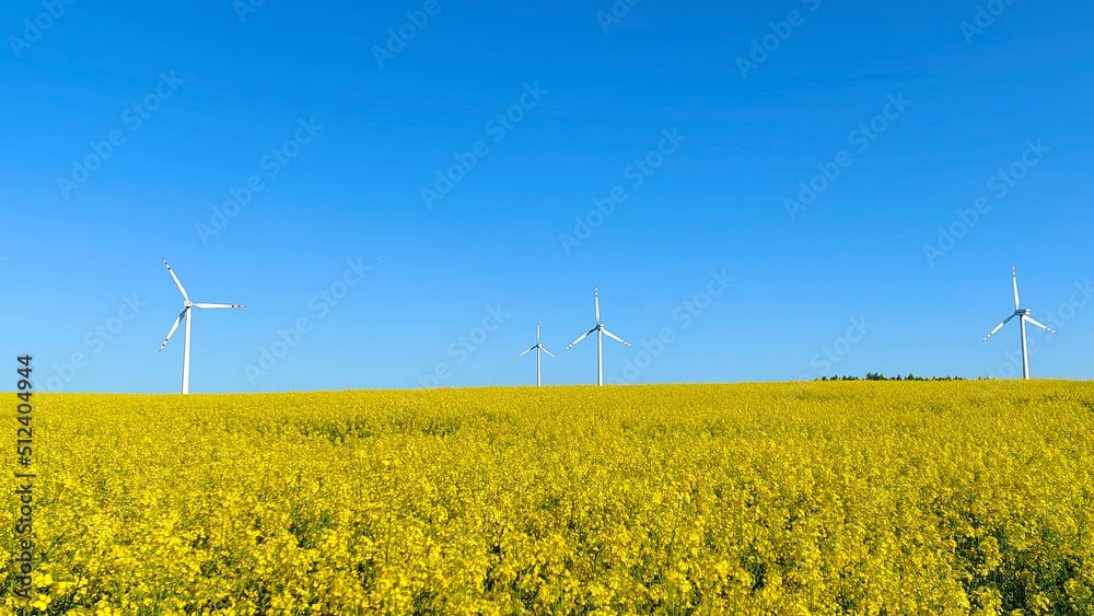 Wind turbines are located in a wide field, which is planted with rapeseed. Rapeseed bloomed. There is a bright blue cloudless sky over a yellow blooming field